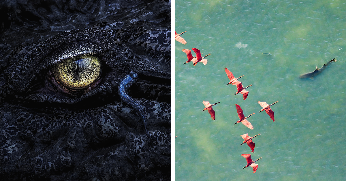 Uncover the Hidden Wonders of Mangroves Through These Stunning 2025 Award-Winning Photos!