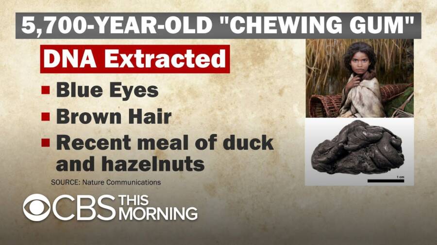 Unearthing Secrets: What a 5,700-Year-Old Chewing Gum Reveals About Our Ancient Ancestors