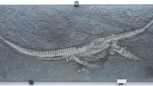 Unveiled: The Mysterious Jurassic Sea Monster That Could Rewrite Ocean History