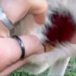 You Won't Believe What's Hidden Inside a Kangaroo's Pouch—See the Shocking Truth Revealed!