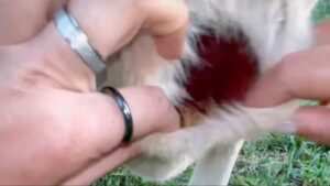 You Won't Believe What's Hidden Inside a Kangaroo's Pouch—See the Shocking Truth Revealed!