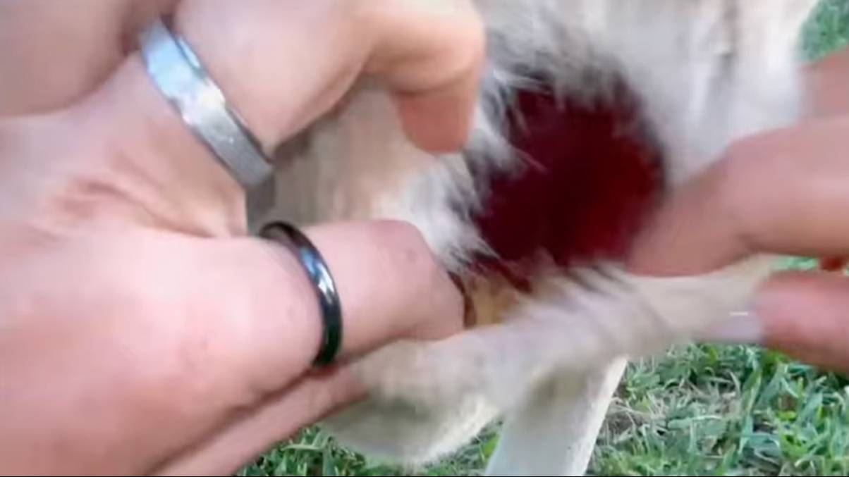 You Won't Believe What's Hidden Inside a Kangaroo's Pouch—See the Shocking Truth Revealed!
