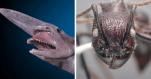 You Won't Believe Which Animal Readers Voted the Scariest in the World!
