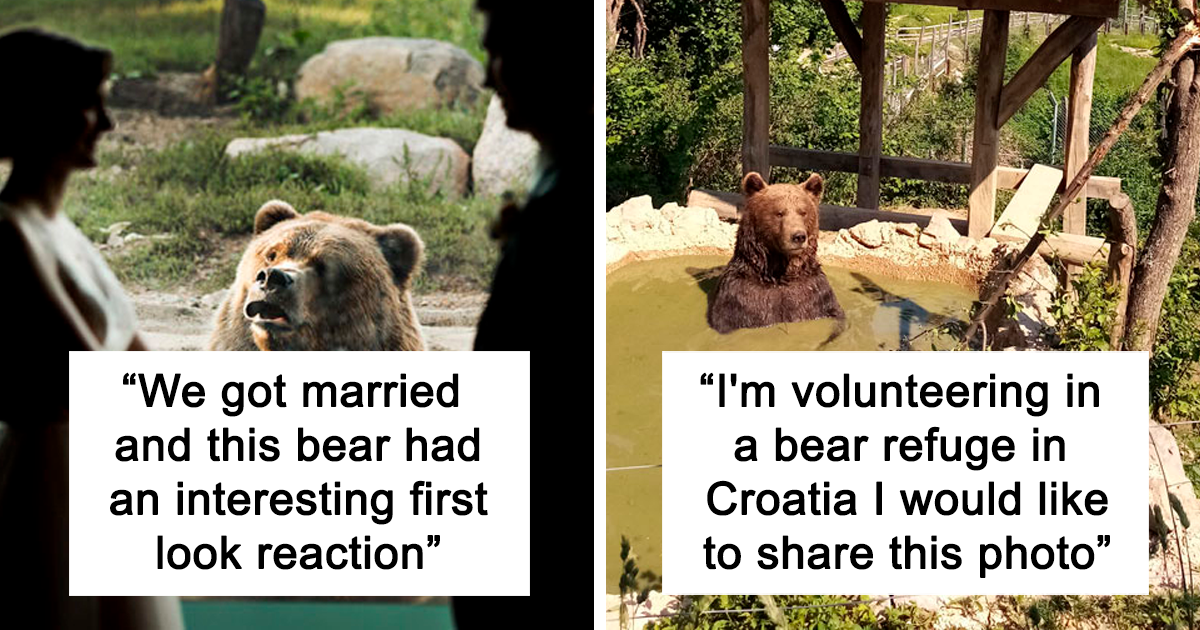 30 Hilarious Bear Moments You Won't Believe Were Caught on Camera