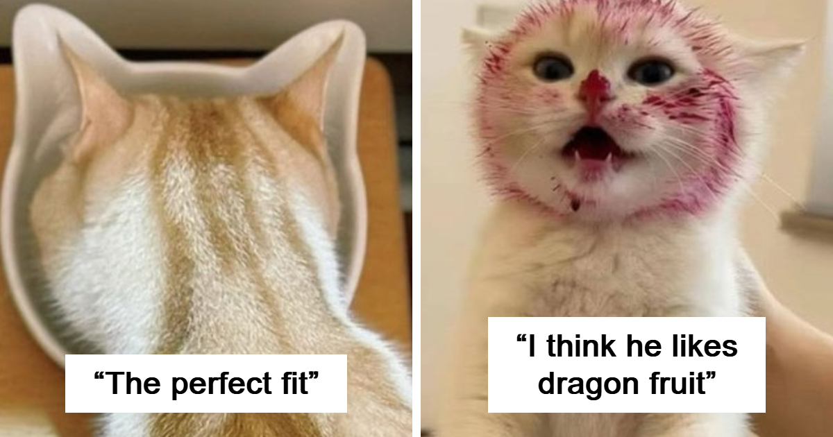 48 Hilarious Cat Moments That Prove Their True Comedy Lies in Their Quirky, Unfiltered Nature