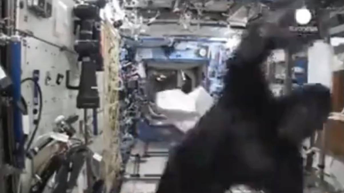 Astronaut Reveals Shocking Reason Behind Wearing Gorilla Suit on ISS—Footage Sparks Global Frenzy
