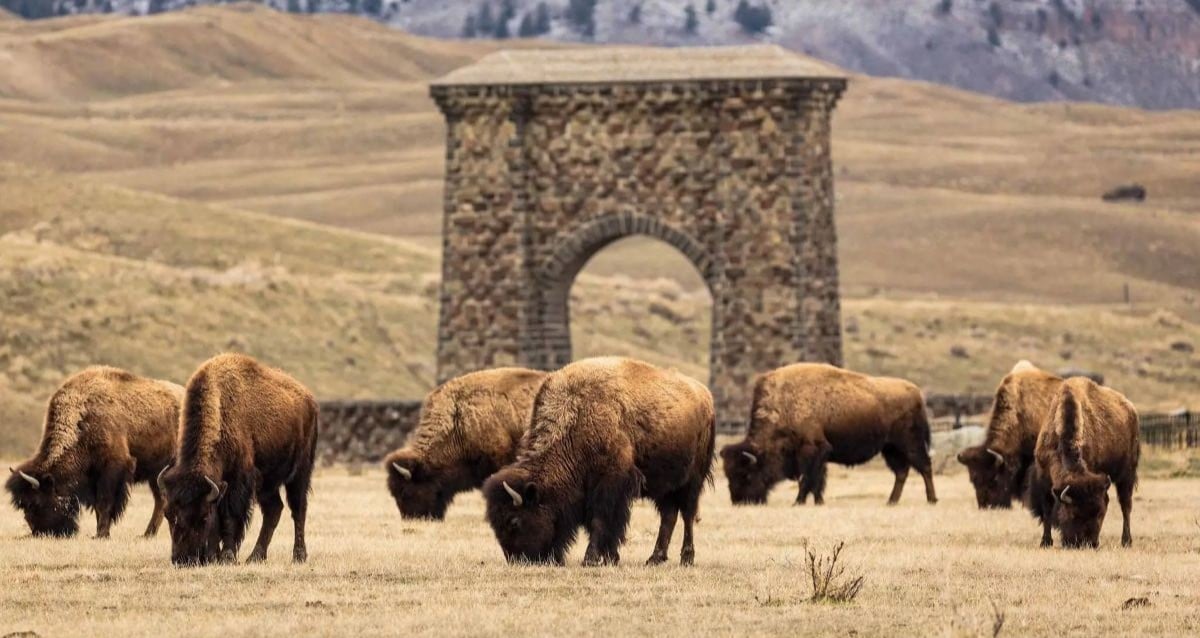 Discover the Surprising Secret Behind Bison's Dramatic Revival of Yellowstone’s Ecosystem