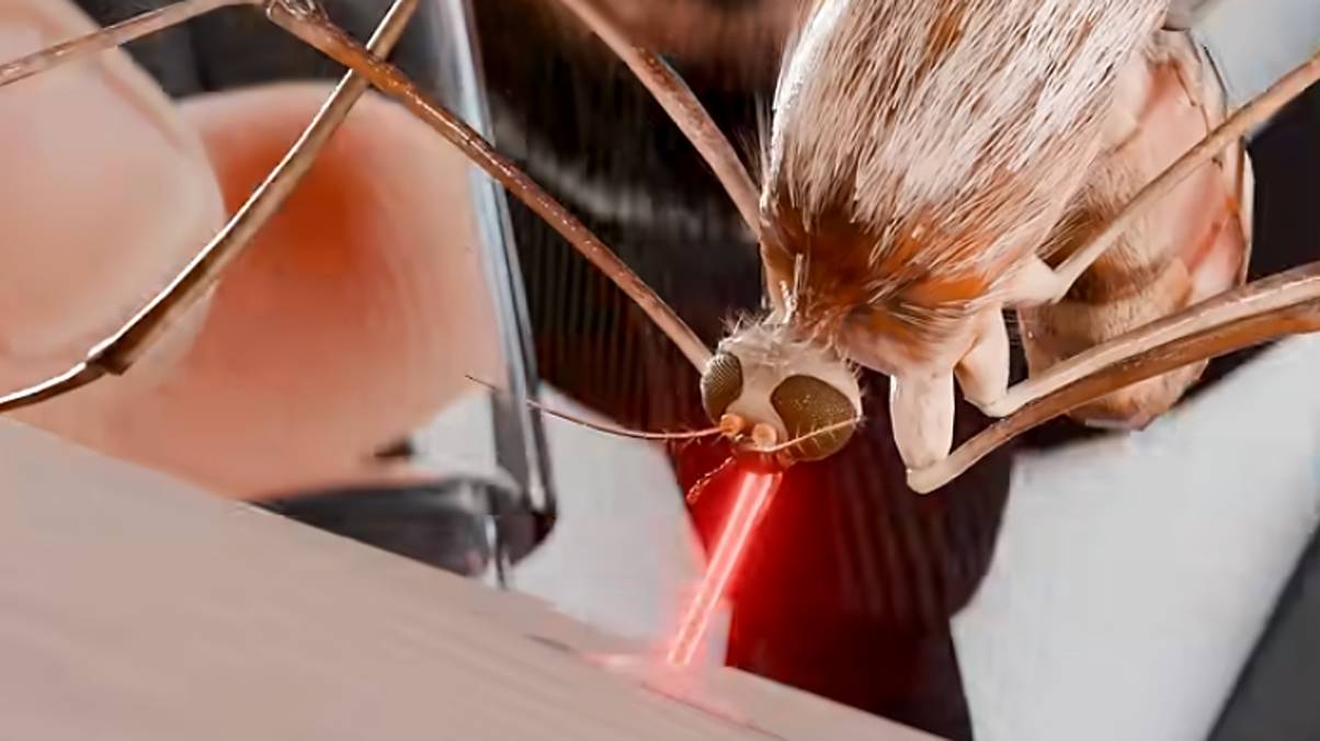 Doctor’s Shocking Gamble: Letting a Mosquito Kill Him to Uncover Deadly Disease Secrets