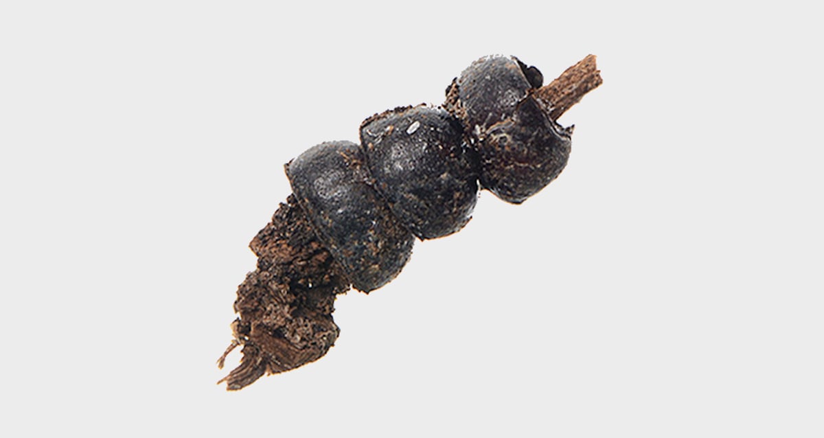 Mystery Unveiled: 2,500-Year-Old Polish Grave Yields Eerie Necklace Crafted from Beetle Carcasses