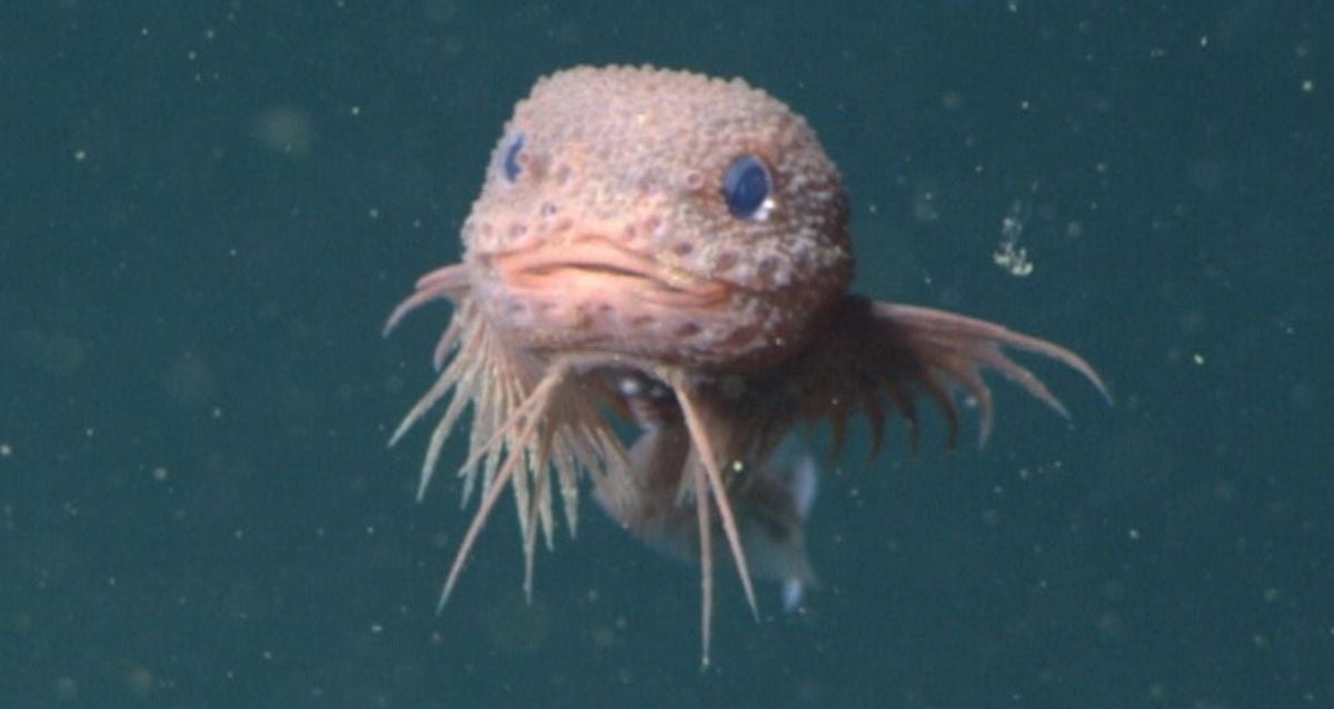 Mystery Unveiled: Meet the Enigmatic Deep-Sea Snailfish Found Off California’s Shores