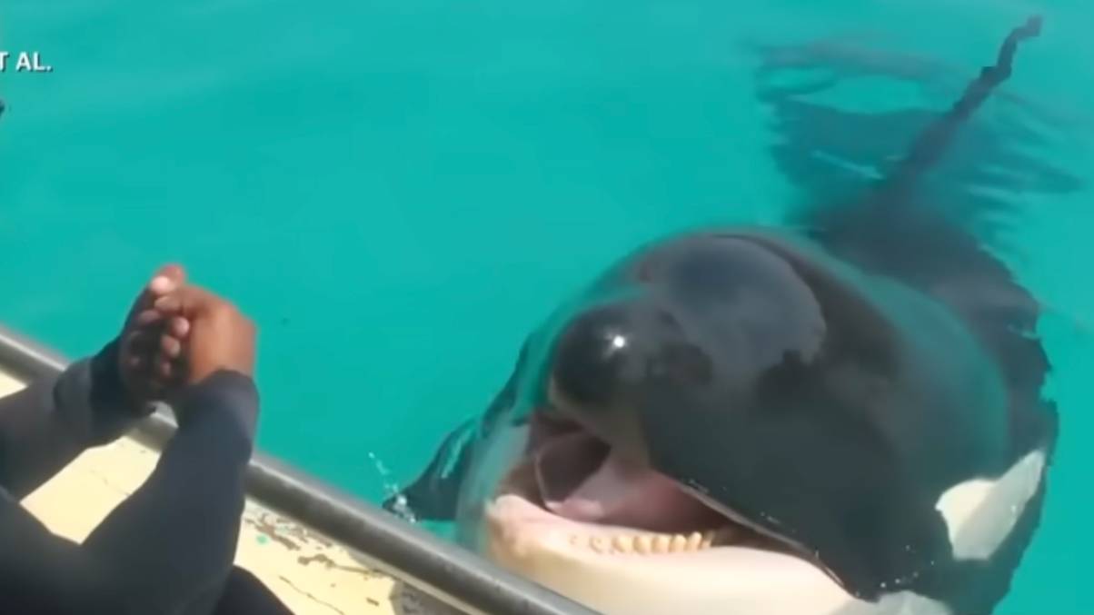 Orcas Speak? Chilling Audio Suggests These Giants May Be Mimicking Humans—and It’s Unsettlingly Clear.