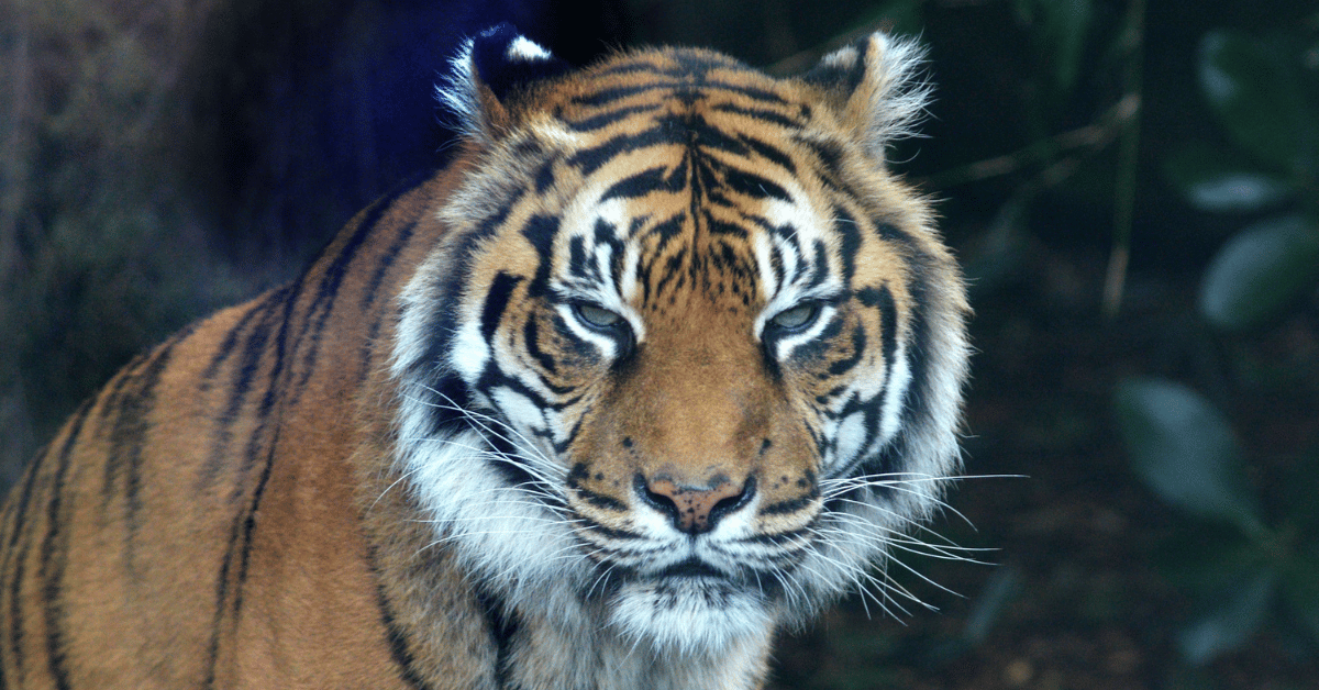 Shocking Twist in Tiger Attack: Authorities Hunt for Missing Head of Decapitated Victim