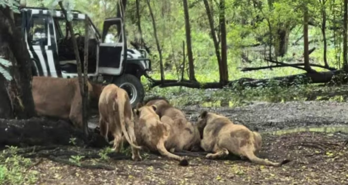 Terrifying Encounter: How Did a Zookeeper Become Prey to Lions Amidst Stunned Tourists?