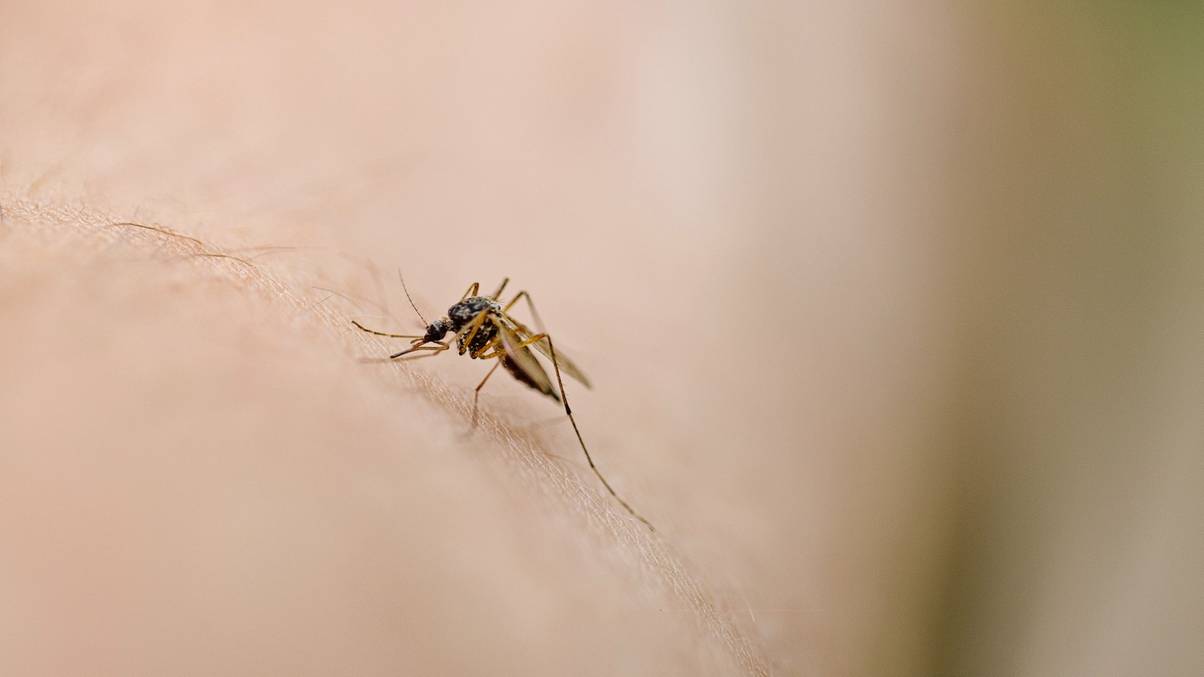 The Surprising Secret Behind Why Mosquitoes Bite Some People More Than Others Revealed!