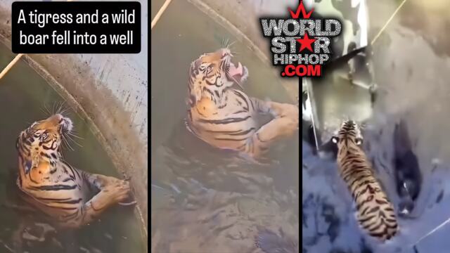 Trapped Tigress Faces Impossible Choice: Dinner or Escape as 60 Villagers Race Against Time to Save Her!
