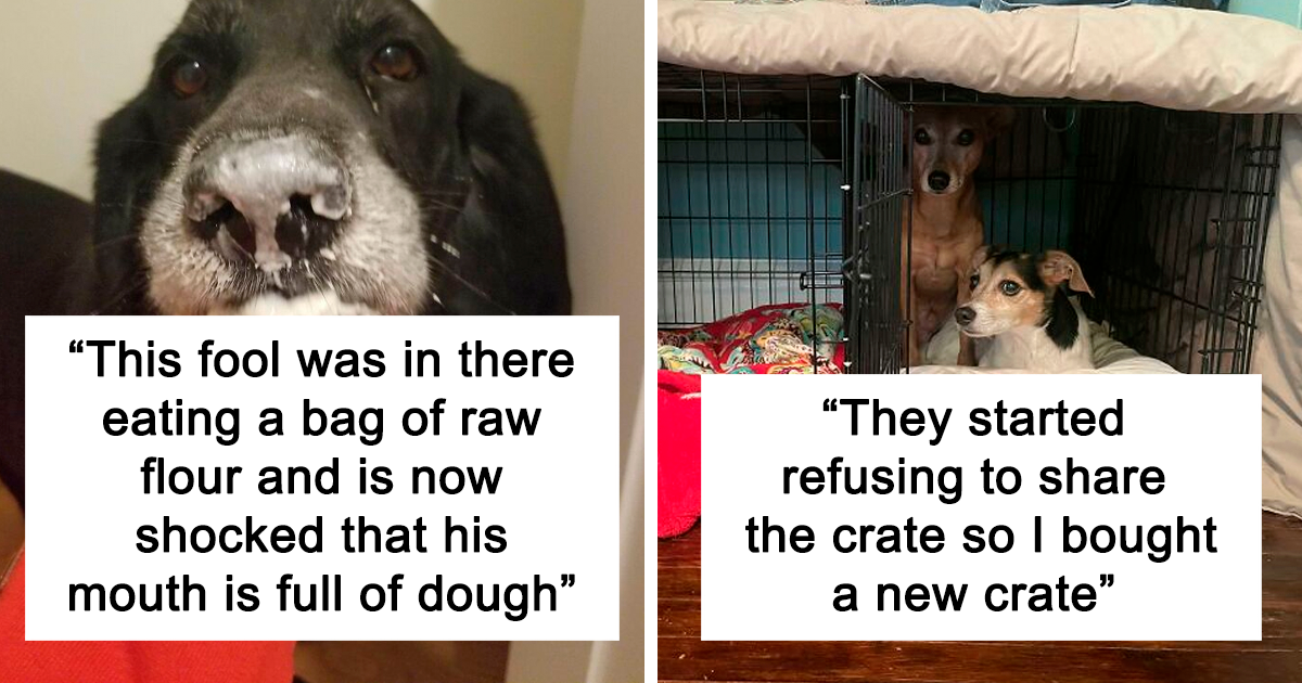 Unbelievable! These 47 Dogs Are Acting So Strange, You Won't Believe Your Eyes!