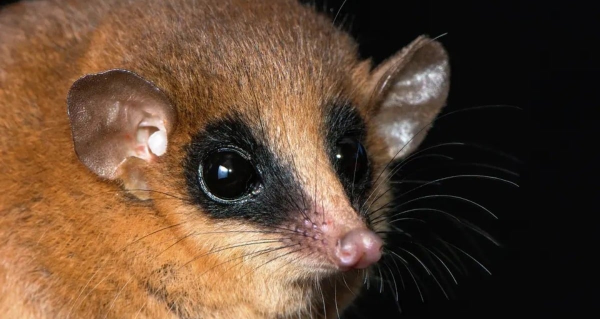 Unveiled: The Enigmatic Marsupial Hiding in Peru’s Elusive Cloud Forests