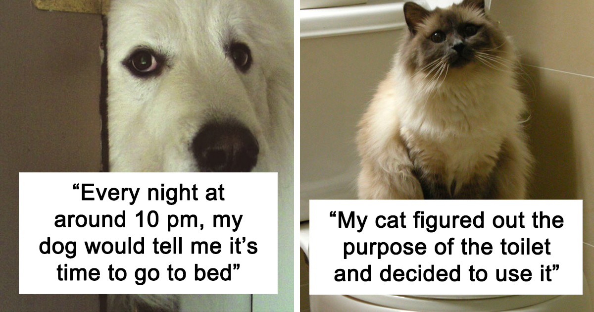 You Won't Believe These Hilarious and Bizarre Pet Behaviors—Owners Swear They're True!