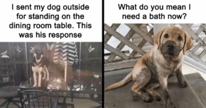 43 Adorable Animal Memes That Will Instantly Brighten Your Day—Number 27 Will Surprise You!