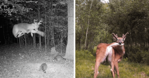 51 Hilarious Animal Moments Caught on Camera When They Thought No One Was Watching