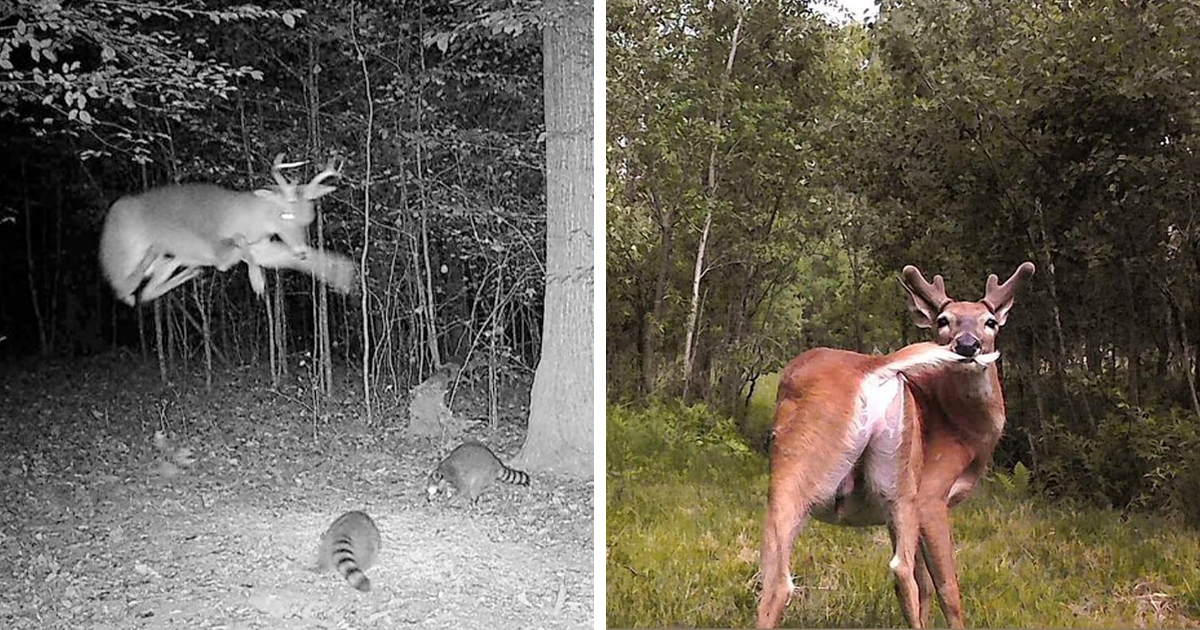 51 Hilarious Animal Moments Caught on Camera When They Thought No One Was Watching