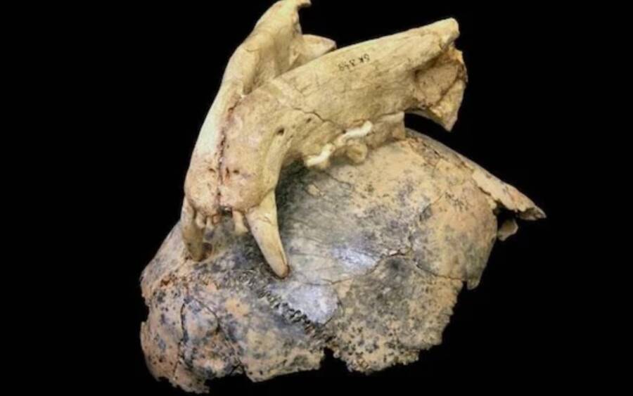 AI Uncovers Chilling Truth: 1.8-Million-Year-Old Human Ancestors Were Prey to Ancient Leopards