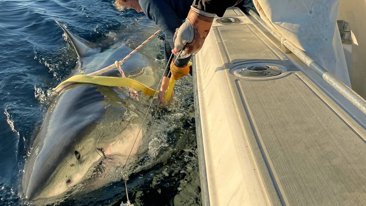 Could the Largest Great White Shark Ever Recorded Still Be Growing?