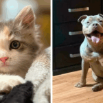 Discover the Heartwarming Transformations of 87 Adopted Pets That Will Melt Your Soul Instantly (October Edition)