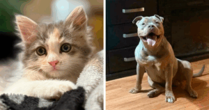 Discover the Heartwarming Transformations of 87 Adopted Pets That Will Melt Your Soul Instantly (October Edition)