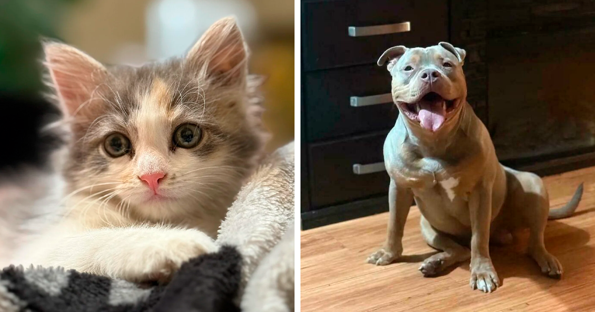 Discover the Heartwarming Transformations of 87 Adopted Pets That Will Melt Your Soul Instantly (October Edition)
