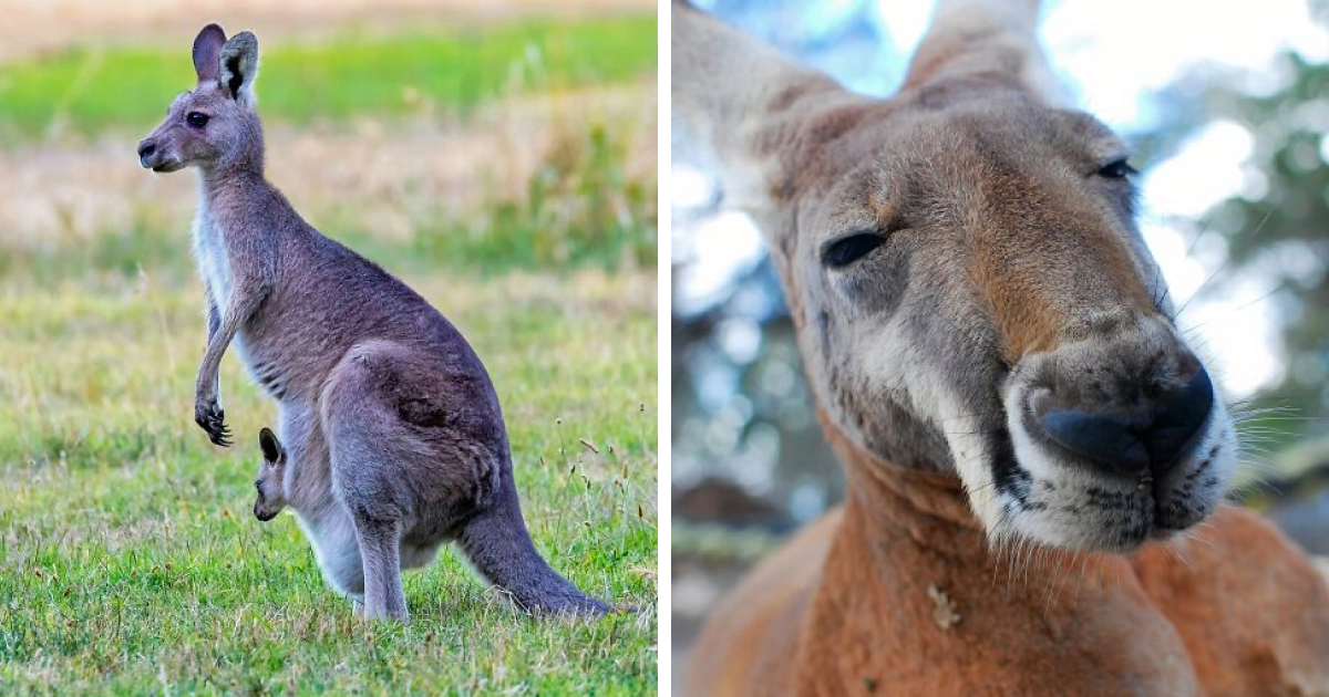 Discover the Untold Secrets of Kangaroos That Will Leave You Speechless on World Kangaroo Day!