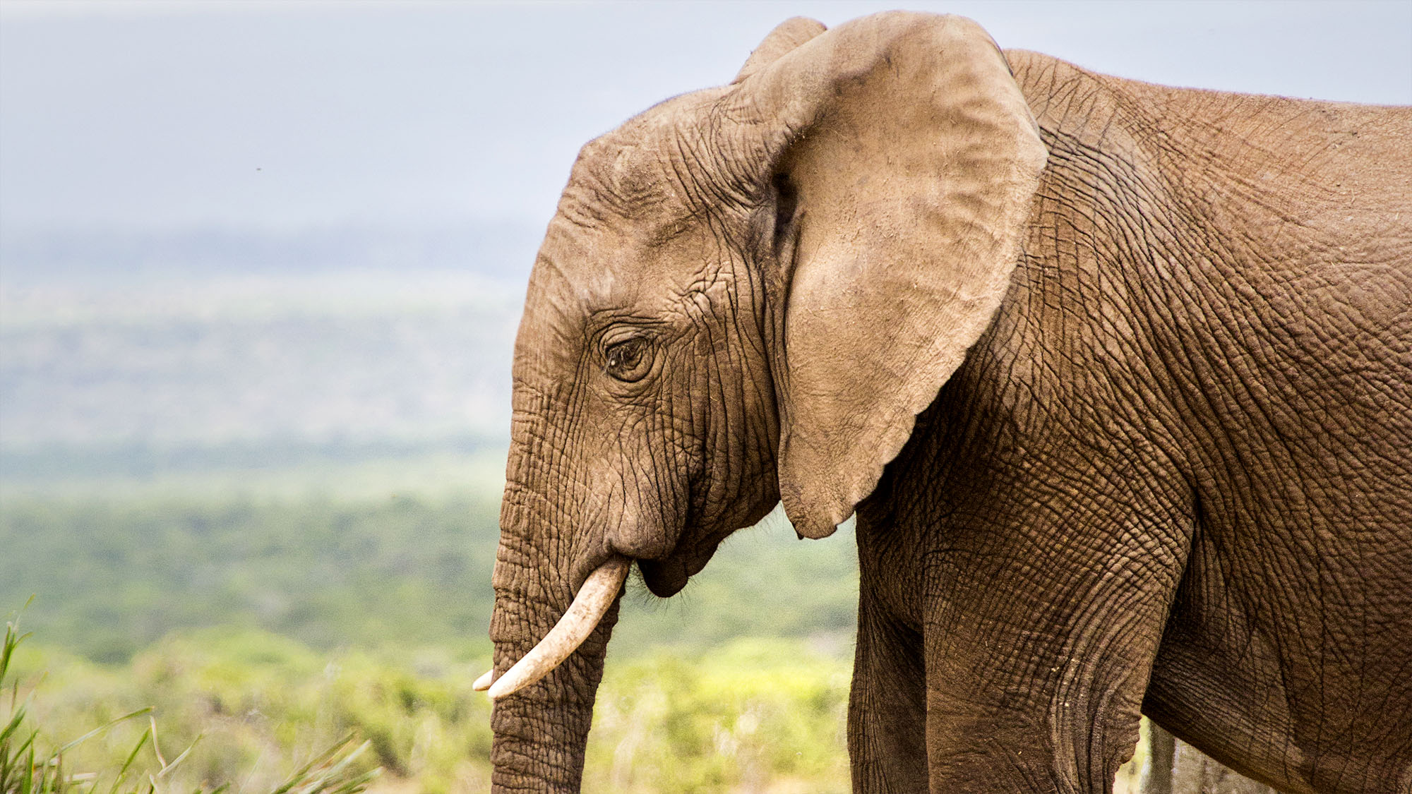 Elephants Hold Grudge Against TV Networks After Shocking Series Cancellations, Study Reveals