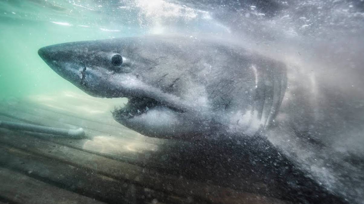Mysterious Disappearance of Record-Breaking Great White Shark Sparks Urgent Search