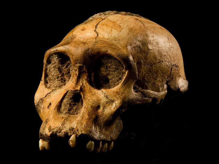 Nine-Year-Old’s Childhood Stumble Uncovers Fossil That Could Rewrite Human History