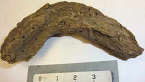 Secrets From Ancient Feces: Dead Children's Cave in Mexico Unveils Chilling Pathogen Puzzle