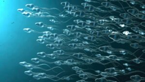 Shocking Age Threshold Discovered: When Men's Sperm Begins Passing Dangerous Mutations to Offspring