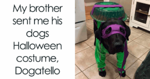 These 88 Heartwarming Animal Memes Will Instantly Lift Your Spirits – Number 37 Is Unbelievable!