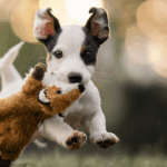 These Dogs On The Run Reveal Unbelievable Expressions That Will Melt Your Heart Instantly