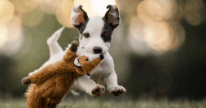 These Dogs On The Run Reveal Unbelievable Expressions That Will Melt Your Heart Instantly