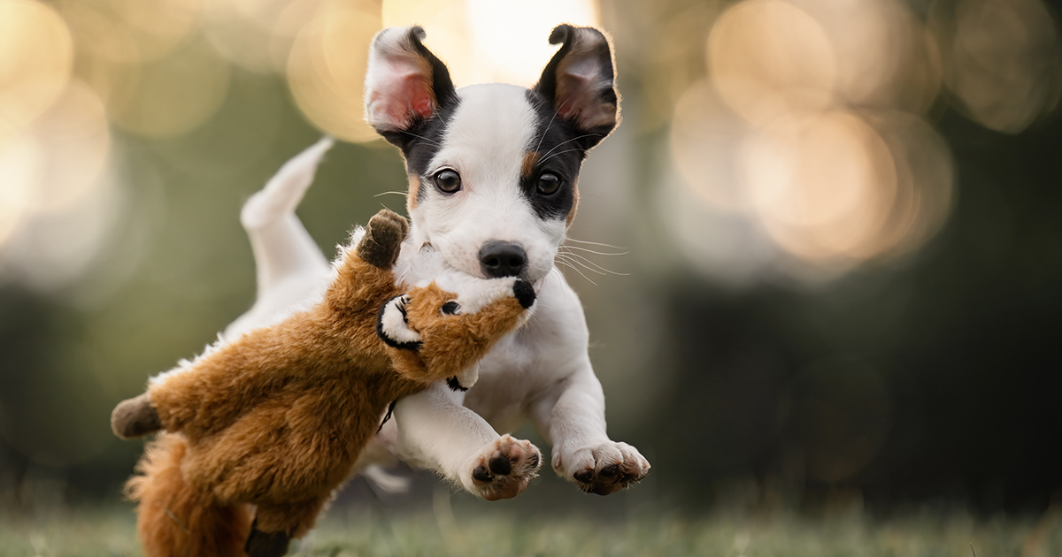 These Dogs On The Run Reveal Unbelievable Expressions That Will Melt Your Heart Instantly