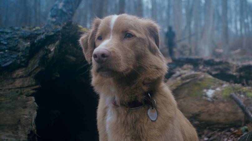 Unraveling the Fate of the Dog in Good Boy: A Canine Horror That Defies Expectations