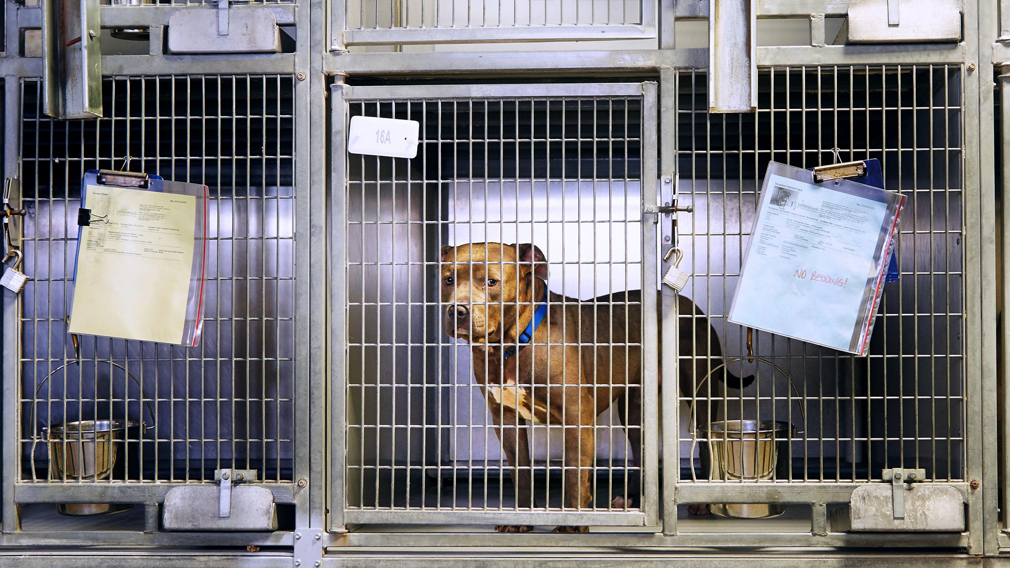 Why Has No One Chosen This Unforgettable Shelter Dog?