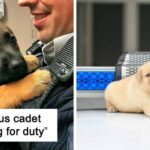 29 Police Puppies Who Tried to Be Fierce—But Ended Up Melting Hearts Instead