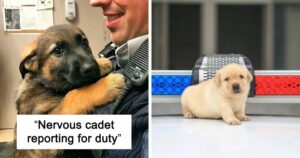 29 Police Puppies Who Tried to Be Fierce—But Ended Up Melting Hearts Instead