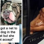 39 Hilarious Dog Car Rides That Will Make You Look Twice and Laugh Out Loud