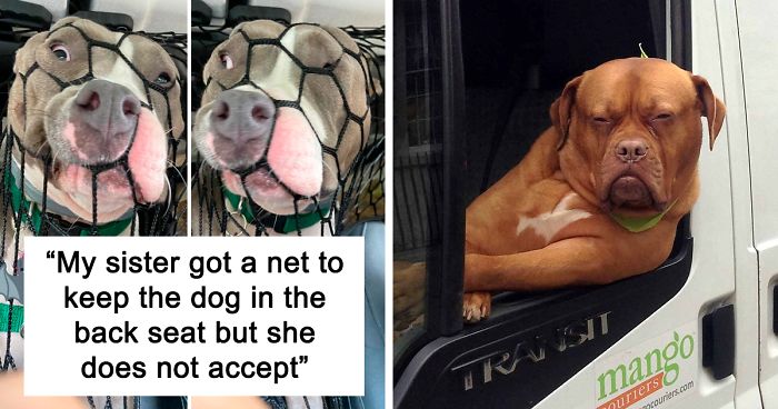 39 Hilarious Dog Car Rides That Will Make You Look Twice and Laugh Out Loud
