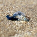 Deadly 'Floating Terrors' Invade UK Shores: What You Need to Know Before Heading to the Beach