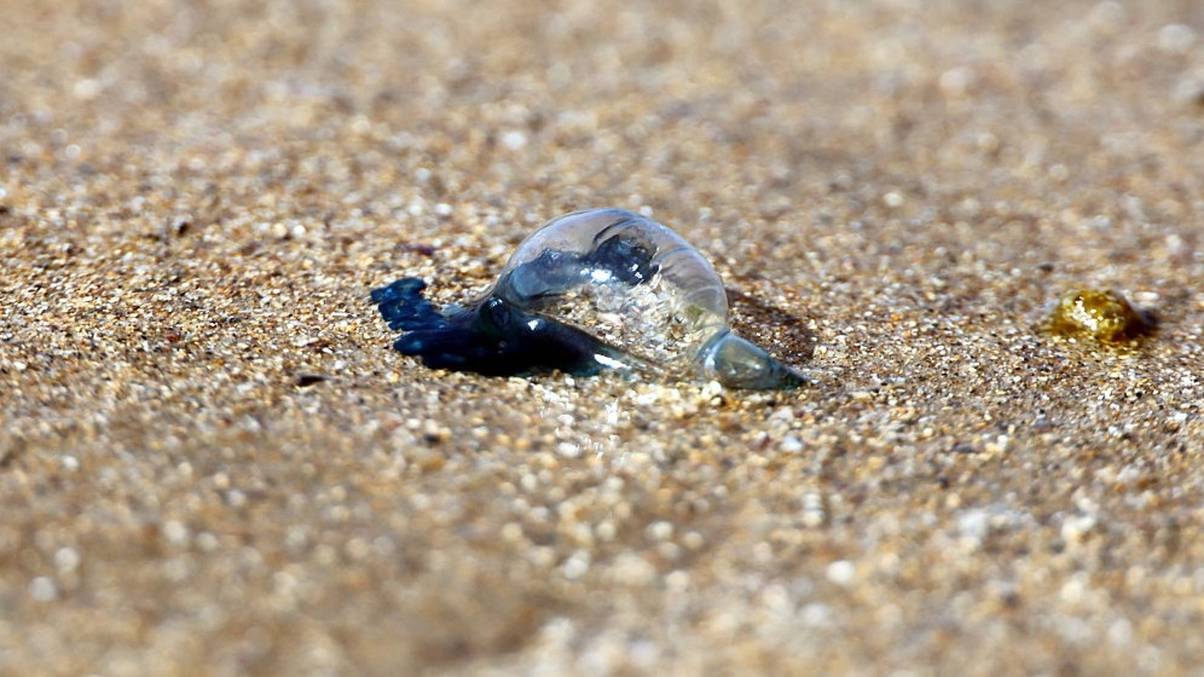 Deadly 'Floating Terrors' Invade UK Shores: What You Need to Know Before Heading to the Beach