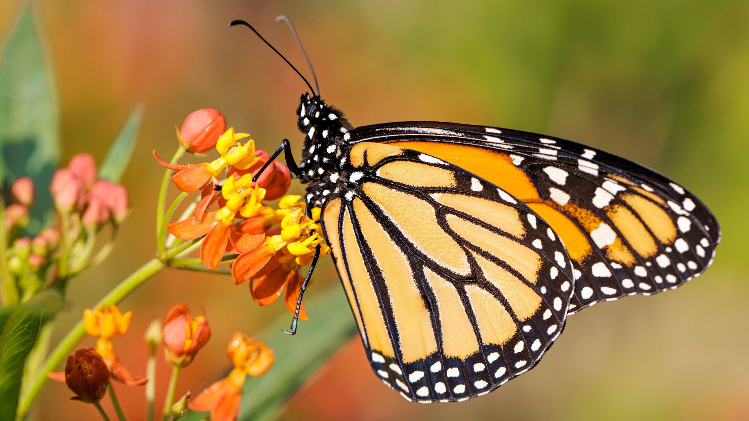 EPA Issues Ominous Warning to Monarch Butterflies—What’s Behind the Threat?