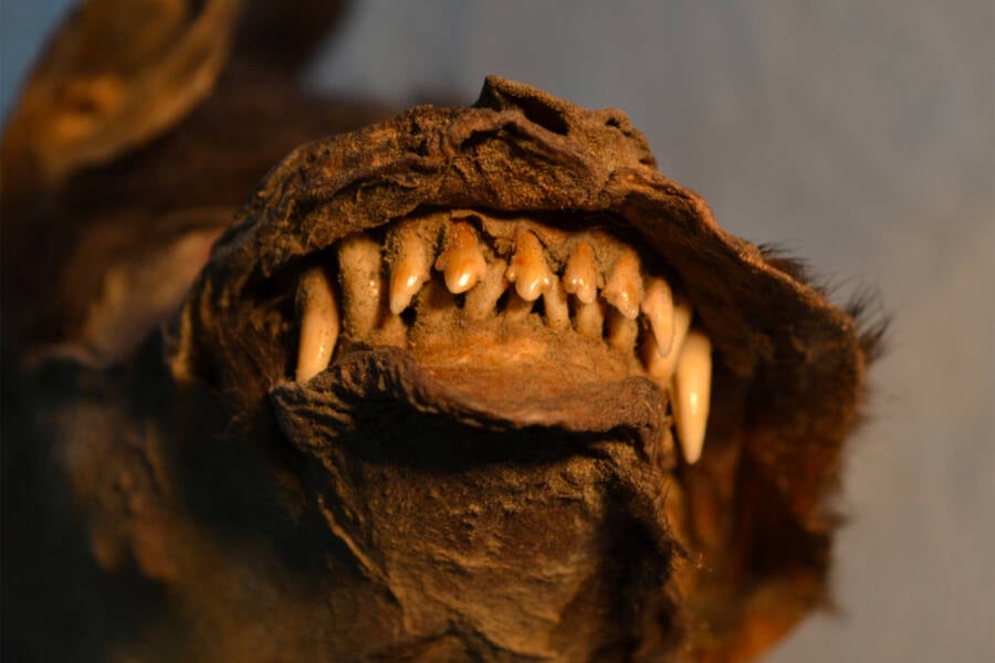 Ice Age Puppy’s Stomach Reveals Mysterious Woolly Rhino Secret Buried for Millennia